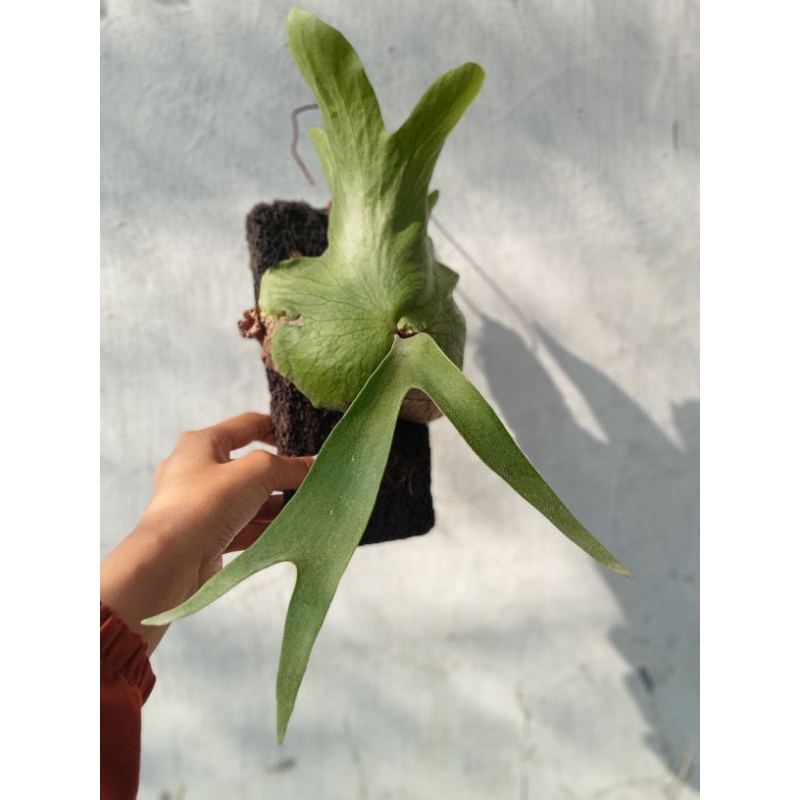 Platycerium Coronarium