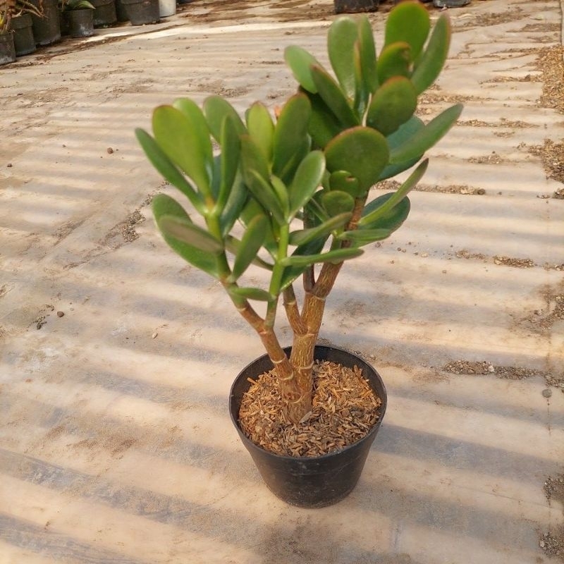 Jivara56 Jade Plant