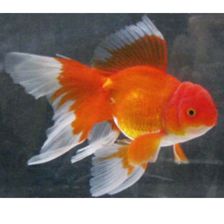 

packing oranda red white merah putih berkualitas