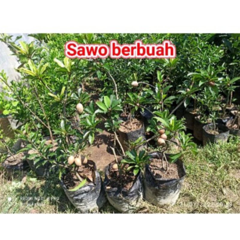 bibit buah sawo berbuah hasil cangkok