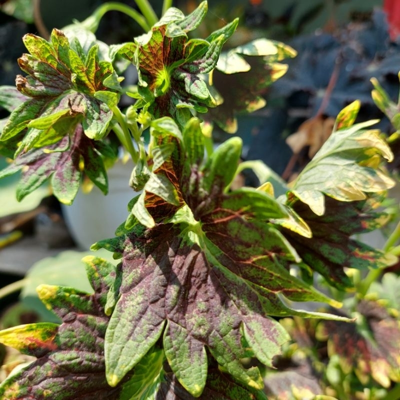 Bibit Tanaman Hias Miana Batik Hijau