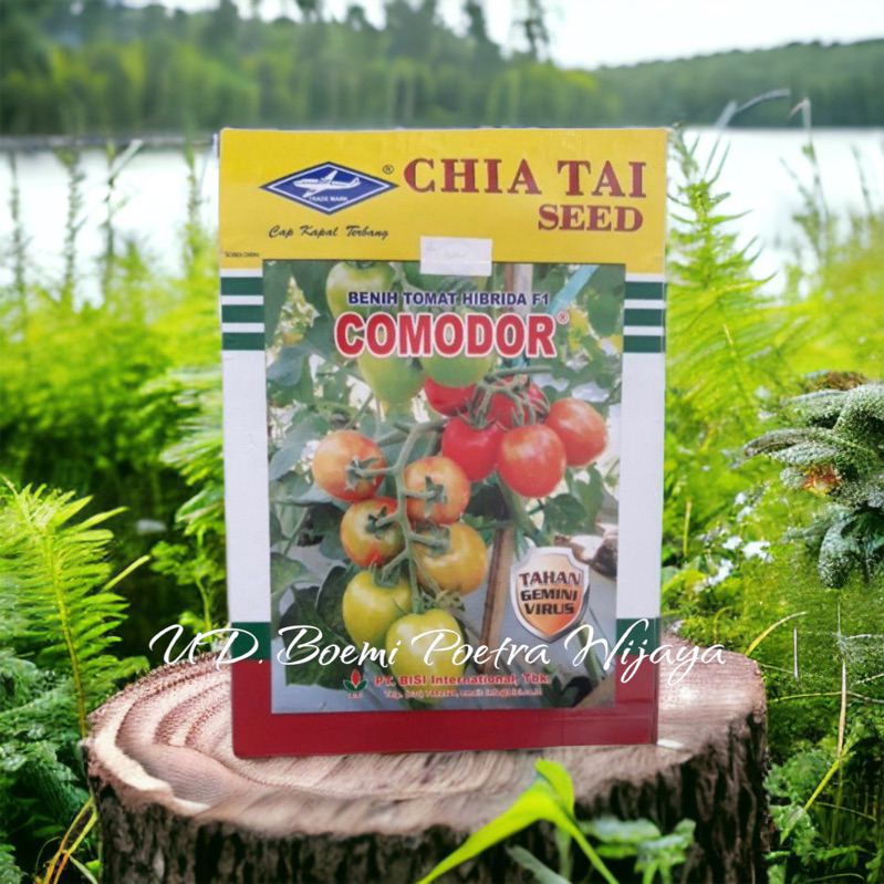 BENIH TOMAT COMODOR F1