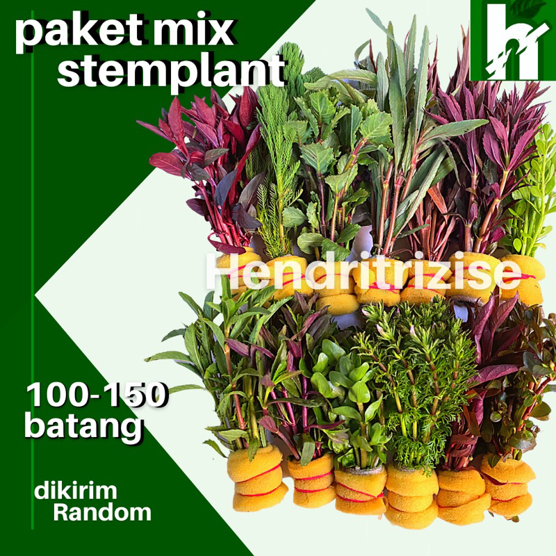 Paket Tanaman Aquascape Mix 100 batang -Paket Tanaman Aquascape -Tanaman Aquascape -Paket Tanaman aq