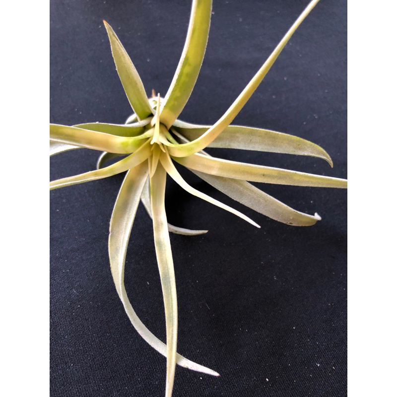 Tillandsia capitata yellow varigata