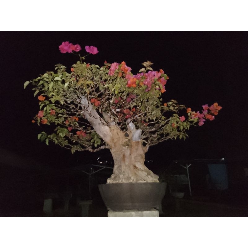 bonsai bougenvile ukuran large siap kontes,bonsai,bonsai kobtes