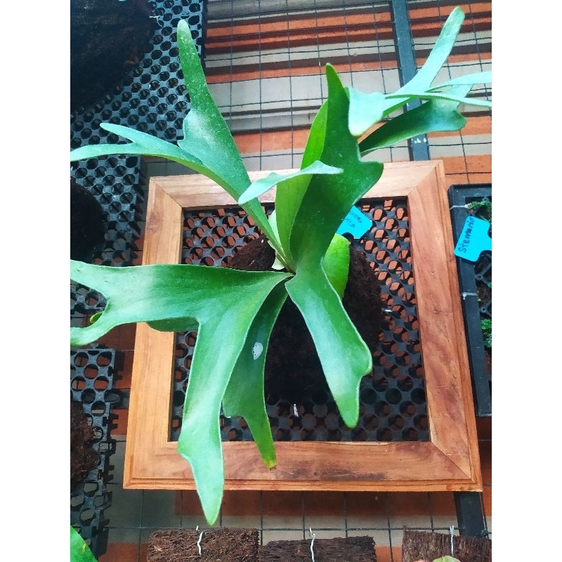 Alcicorne Africa Platycerium