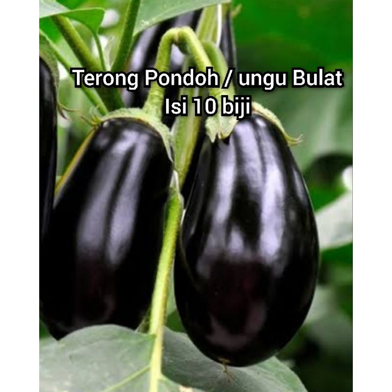Terong Pondoh Bulat Ungu Biji