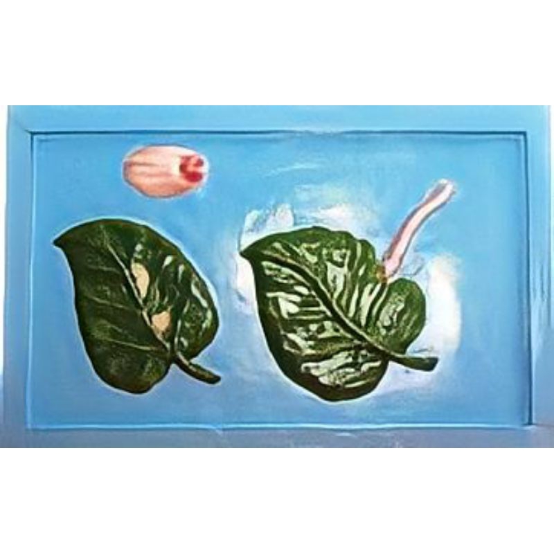 

penampang ulat sutra alat peraga pendidikan