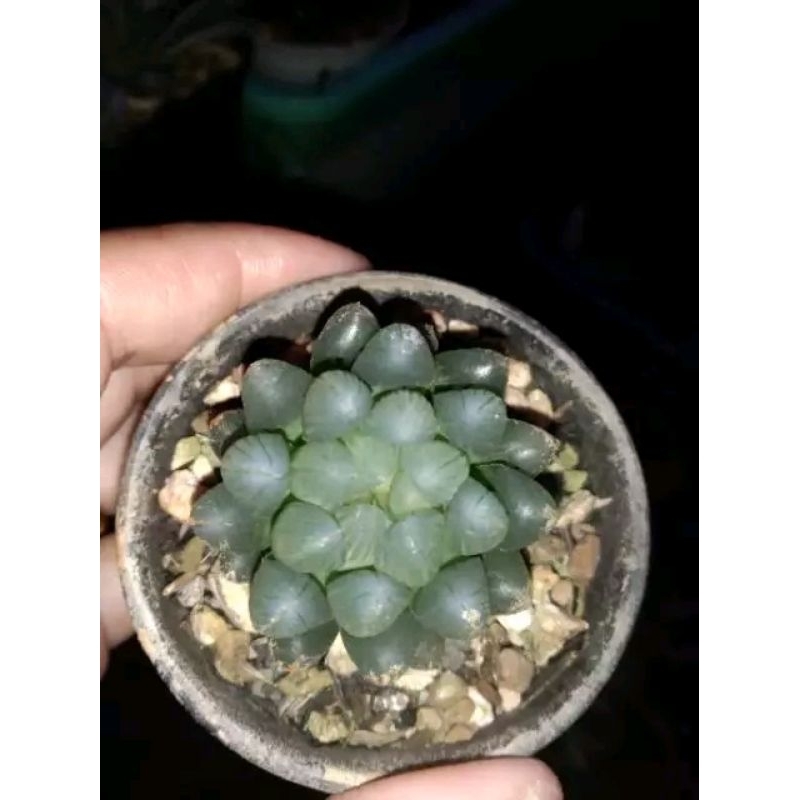 haworthia cooperi var obtusa