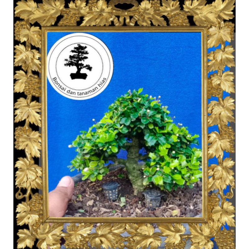BONSAI MIRTEN DURI