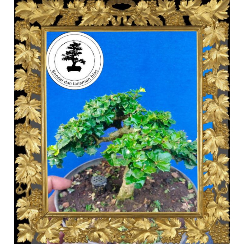 BONSAI MIRTEN DURI