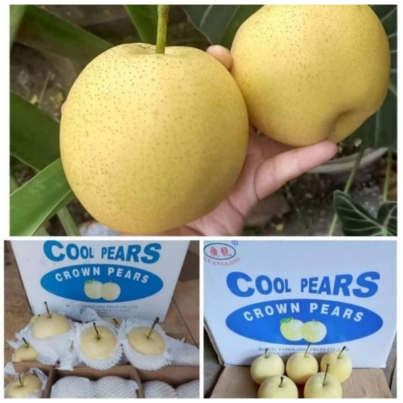 

Pir Century GEBYAR AMBYAR