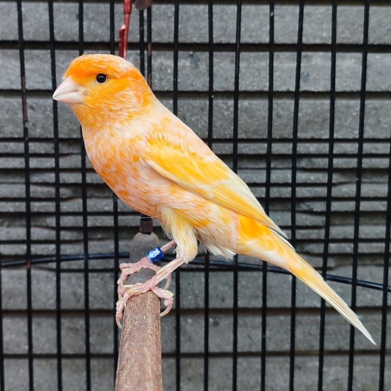 Kenari Spanish Timbrado Orange Frost - Jantan Gacor (Only Onstant Grab/Gojek)