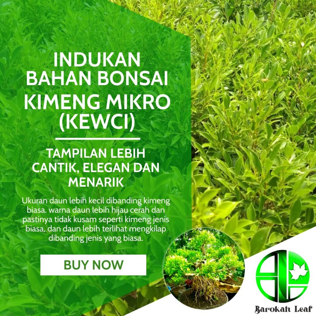 Bibit Bonsai Kimeng Mikro Tanaman Hias Kimeng Kweci Sudah Rimbun