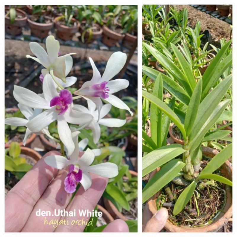Anggrek Dendrobium Uthai White
