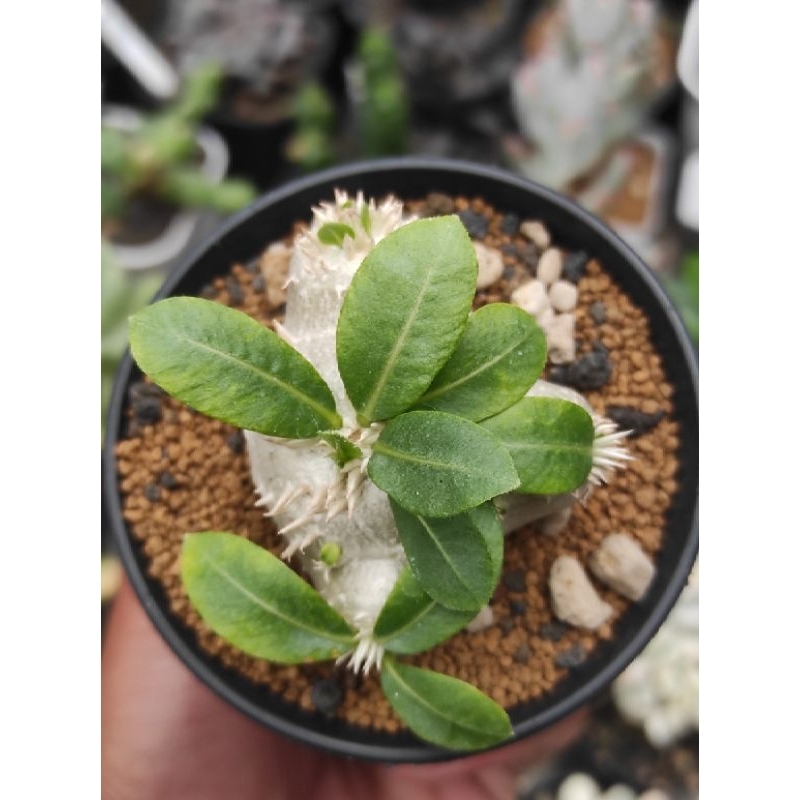 Tanaman hias pachypodium brevicaule (caudex)