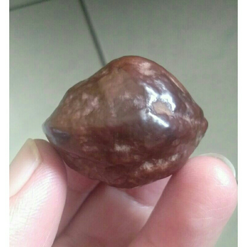 Kemiri Adu Muncang Adu Jalim Jawa Urgen Garung