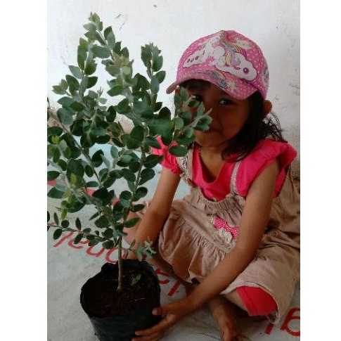 Tanaman Hias Memusa, Eucalyptus Cinerea