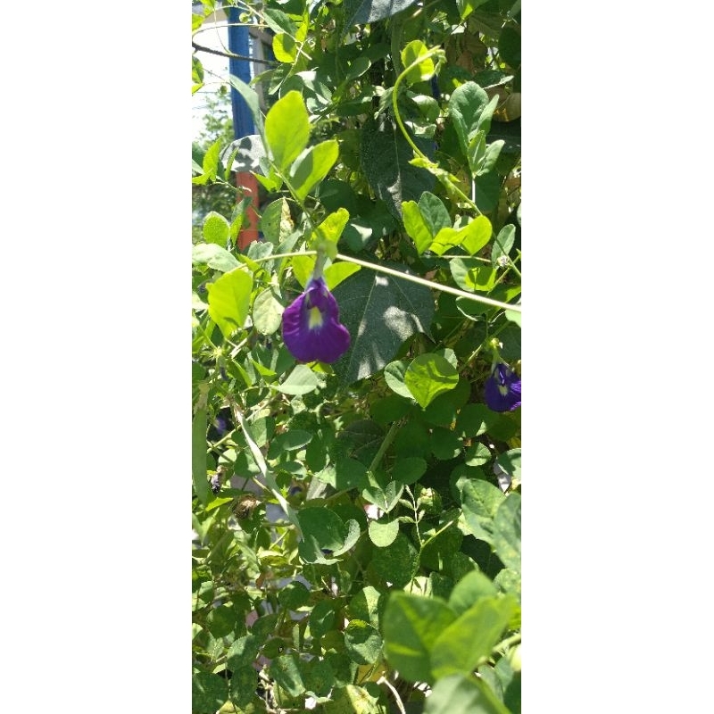 

Butterfly Pea / Edible Flower