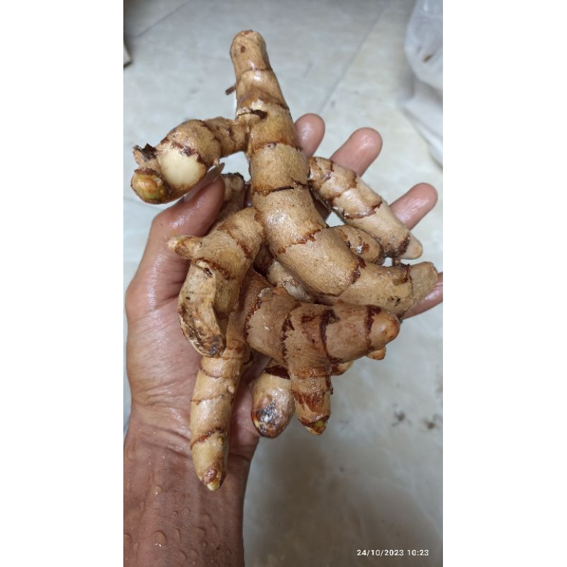 

Temulawak Organik Fresh diambil saat ada pesanan