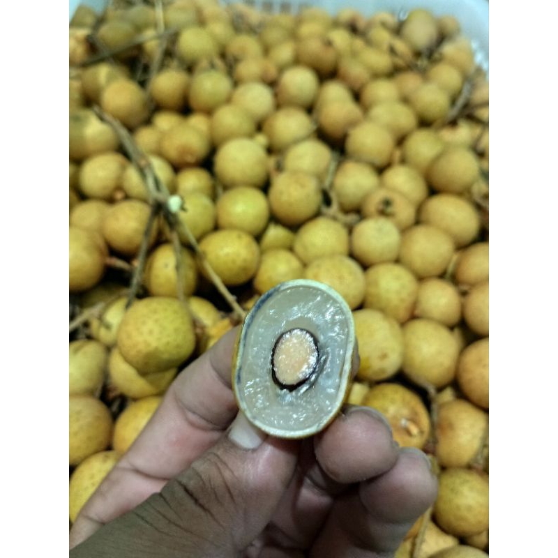 

Lengkeng Gold // Longan Thailand (daging tebal) Manis & Segar