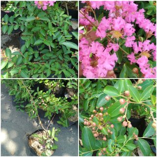 Tanaman Hidup Bunga Sakura Berbunga