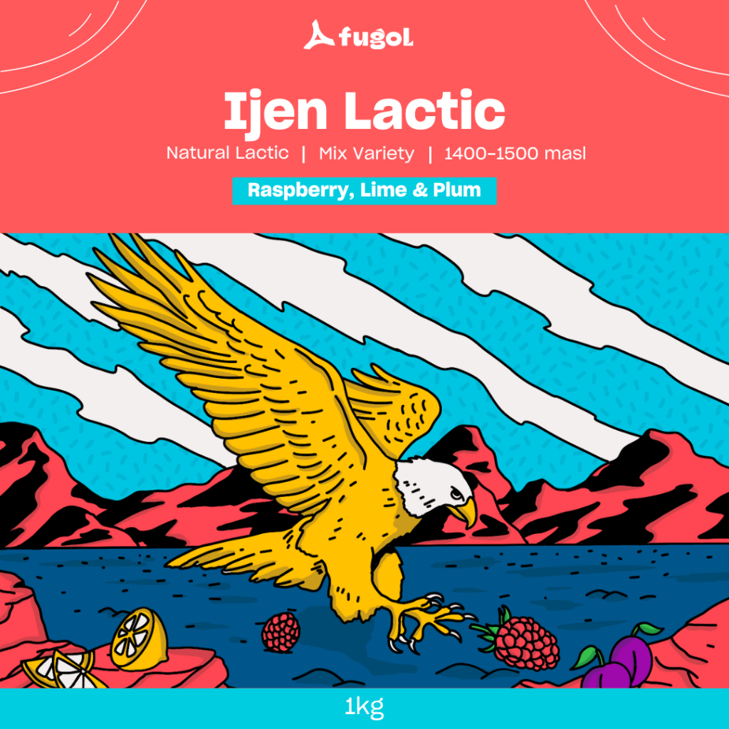 

Biji Kopi Arabika IJEN LACTIC PLUM RASPBERRY (1 Kg) Single Origin