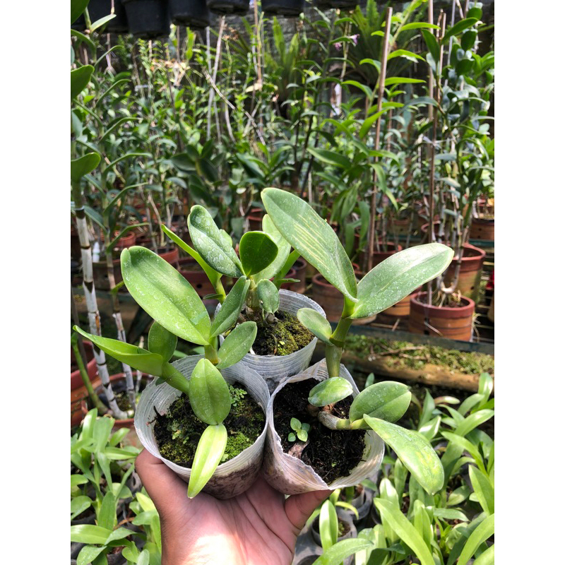 Dendrobium violaceoflavens (anggrek besi papua)