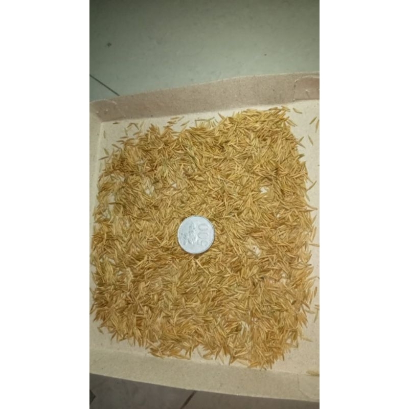 Biji benih bonsai anting putri siap semai