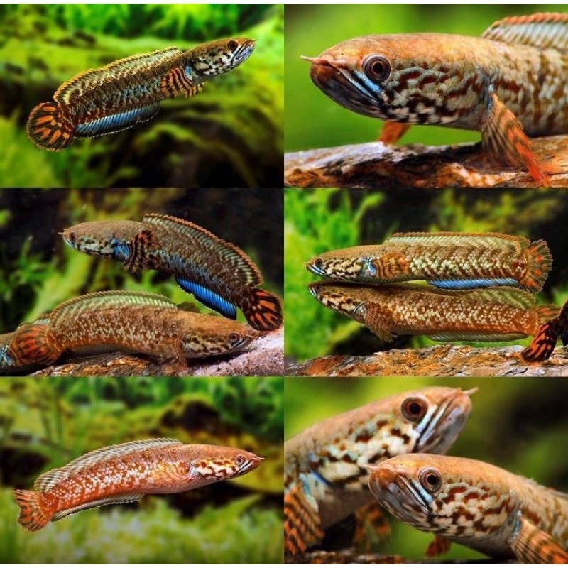 Channa Bleheri Rainbow High Quality