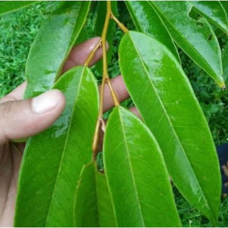 

daun durian fresh 50 lembar