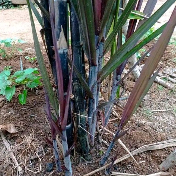 

TEBU HITAM/TEBU BESET