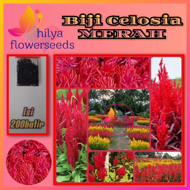 Biji bunga Celosia (merah)
