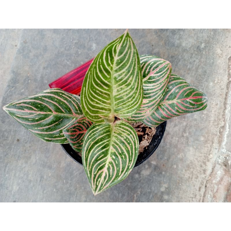 Aglaonema Golden Hope real picture