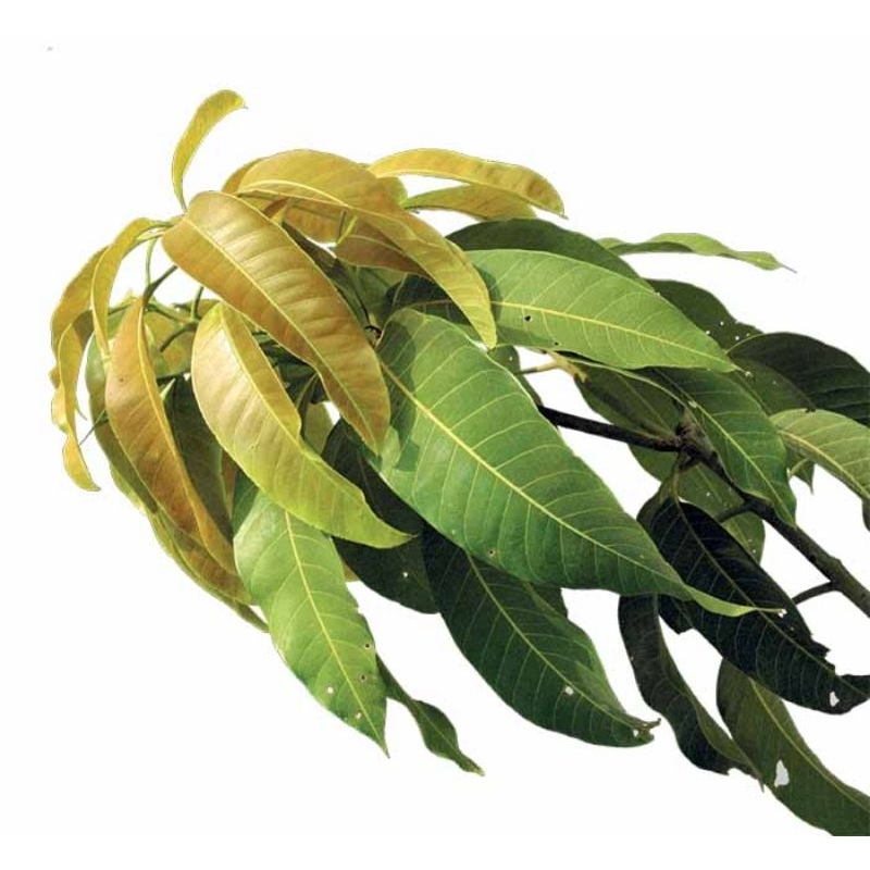 

daun mangga fresh baru petik dari pohon 25 lembar