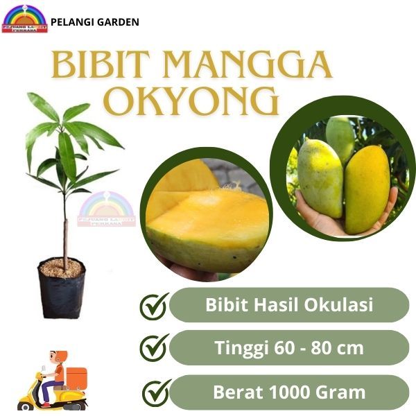 Bibit Mangga Okyong, Bibit Mangga Manis Okyong, Bibit Mangga Brerbuah, Bibit Mangga Unggul