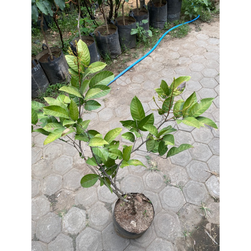 bibit rambutan binjai kondisi berbunga