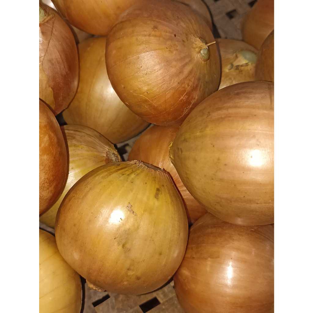 

RB Bawang Bombay Segar 1Kg Kualitas Baik