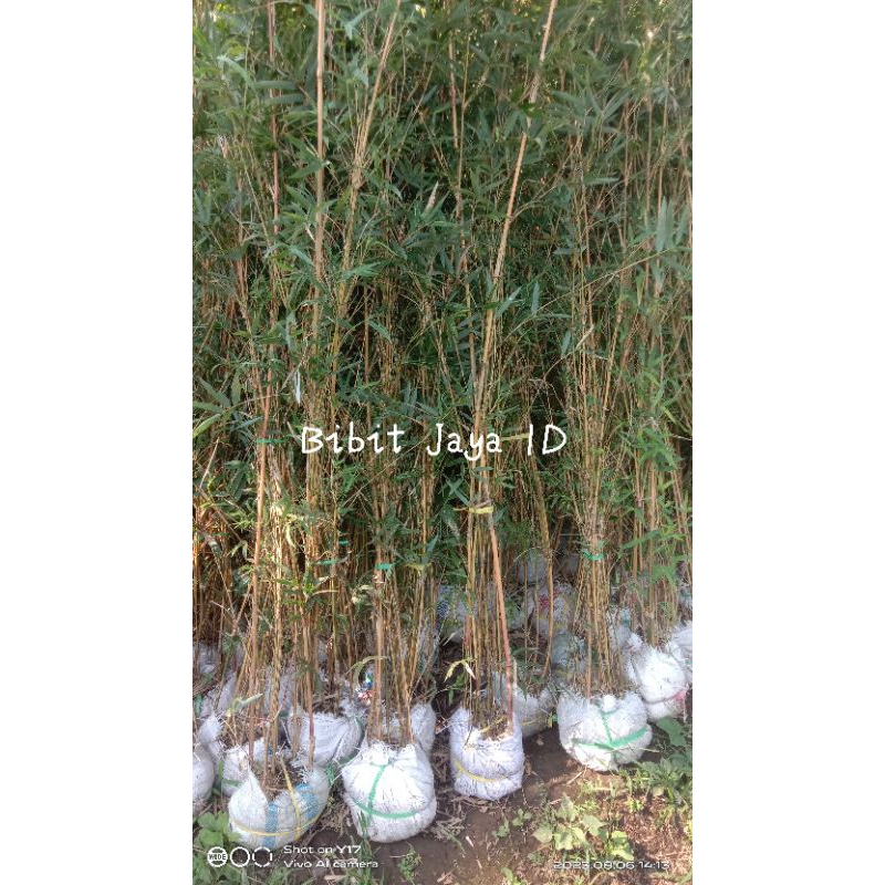 Bibit Bambu Kuning // Pring Kuning // Bambu Mini - Siap Tanam
