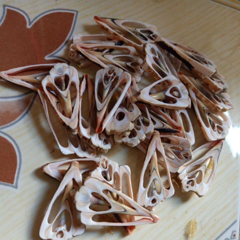 Cangkang kerang kupas untuk kerajinan