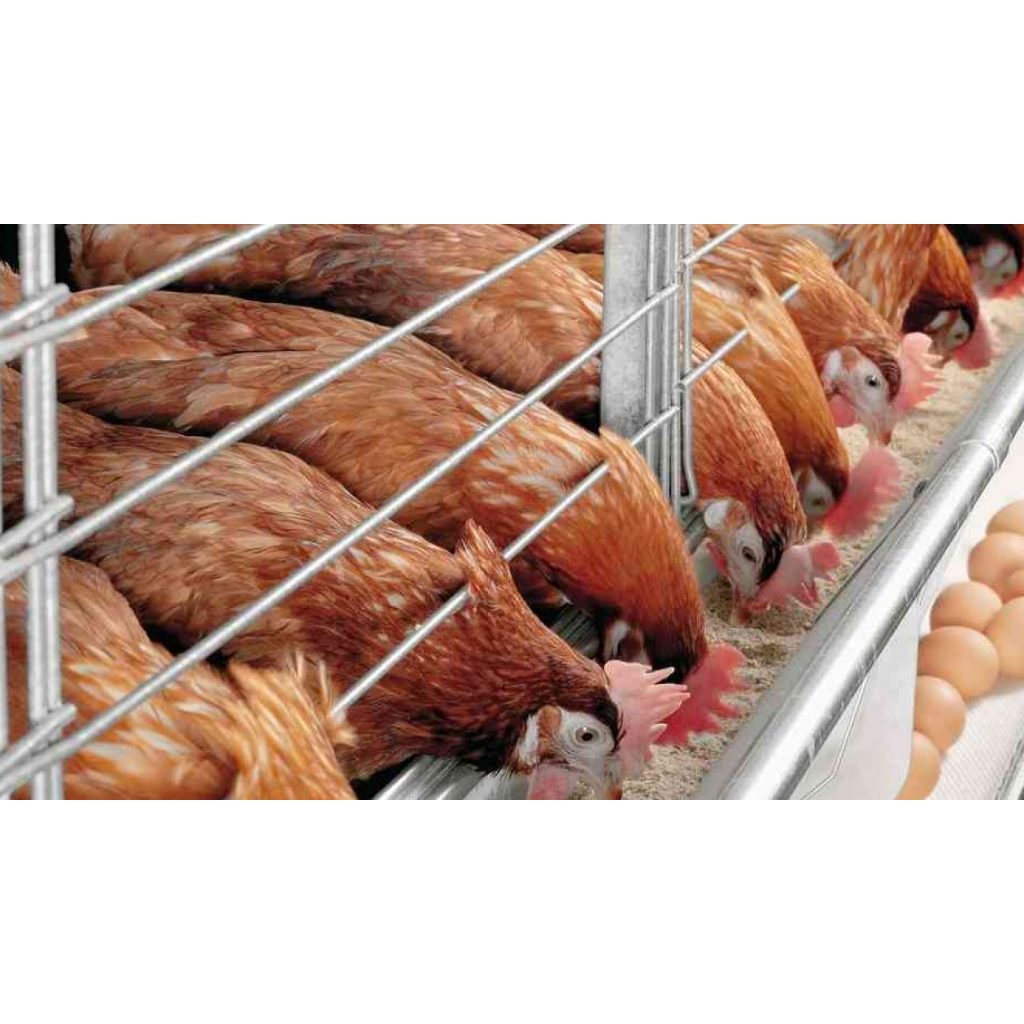 Pakan ayam petelur