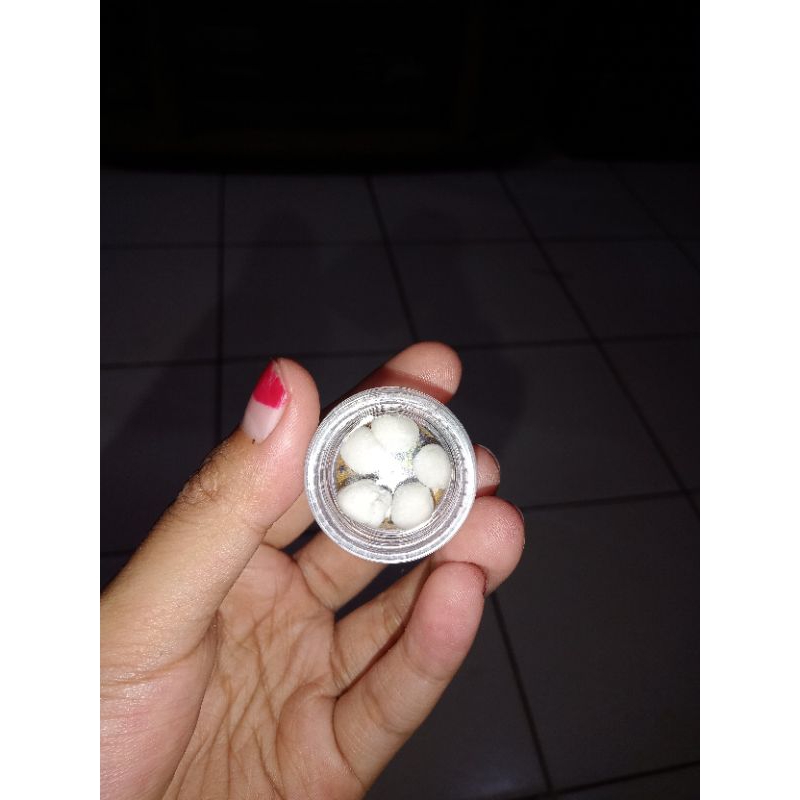 

PIL MUTIARA KHAS KALIMANTAN