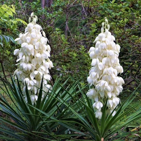 Bibit Benih Tanaman Yucca Gloriosa (2 Butir)