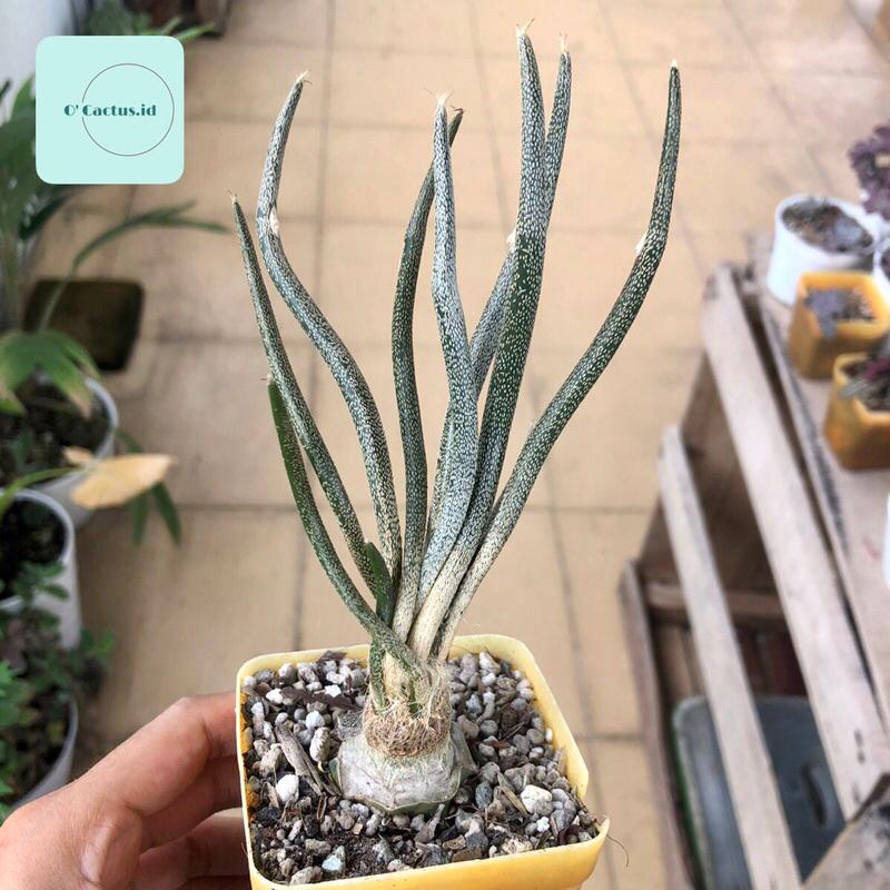 Astrophytum caput medusae medusa kaktus astro grafting tanaman hias hidup gurun indah hadiah gift ho