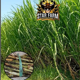 Bibit Rumput Pakchong