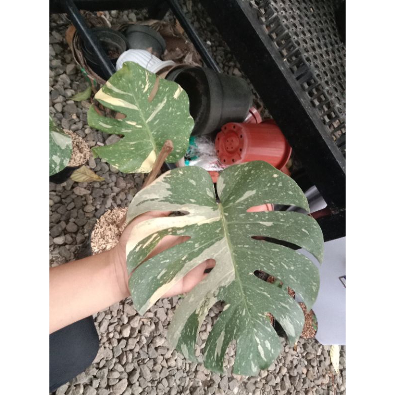 tanaman hias monthai varigata