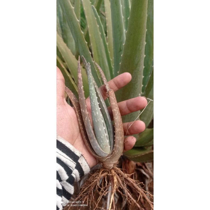 

bibitbenihanakanlidahbuayajenisbarbadensisjumbosuper