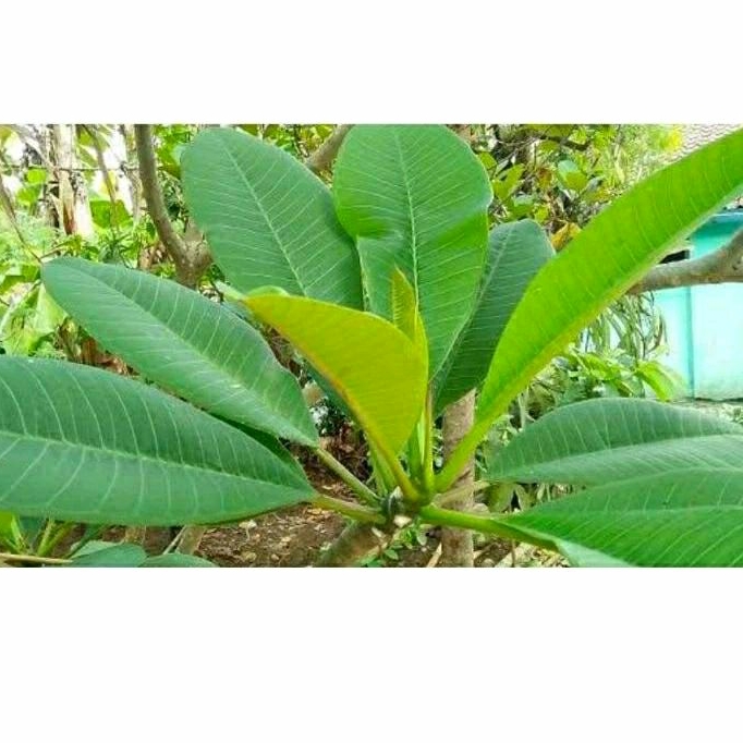 

500 GRAM DAUN BUNGA KAMBOJA SEGAR/FRESH BARU PETIK HERBAL ORGANIK