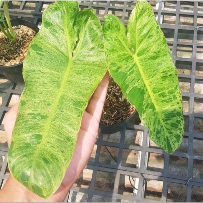 Tanaman Hias Philodendron Paraiso Verde - Varaiso Verde