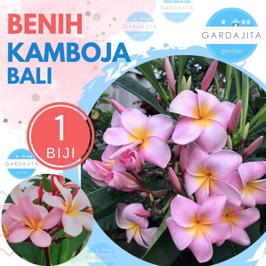 Benih KAMBOJA BALI SOFT - Biji Bunga